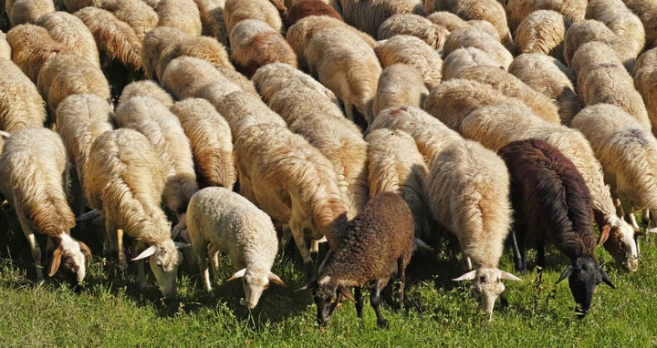 قبل عيد الأضحى… بوتوكس للخِراف وعمليات تجميل في سوريا بهدف النصب!