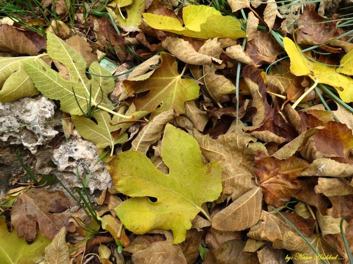 هل دلالات حلم ورق الشجر الناشف سلبية لحياتك؟