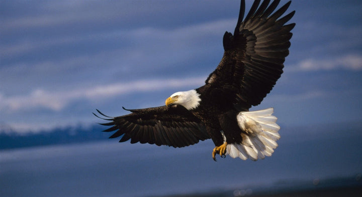 ماذا ينتظرك من أحداث واقعية بعد أن هاجمك نسر في منامك؟