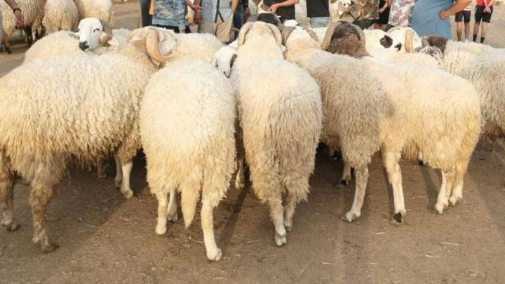 16 ألف إصابة في تركيا بسبب ذبح الأضاحي!