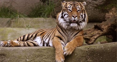 نمر الأب يفترس الابن… حادثة مأساوية وقعت في ليبيا!